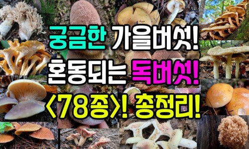 那种保肝药对胃部刺激小-那种胃药对肝脏没有副作用网什么胃药不伤肝知识网站,分享对胃肝好的中药有哪些大全